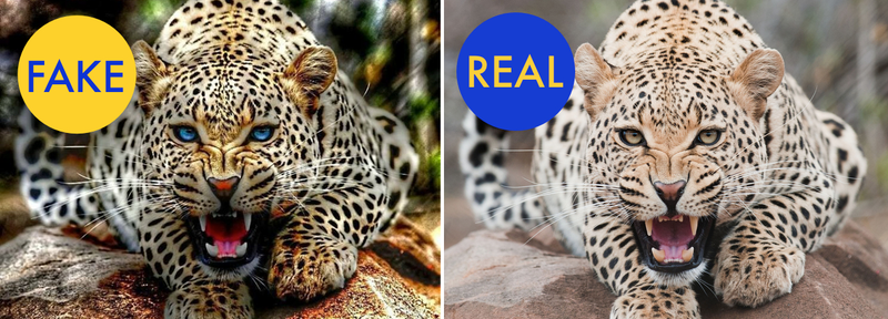 Illustration for article titled 10 More Viral Images That Are Actually Fake